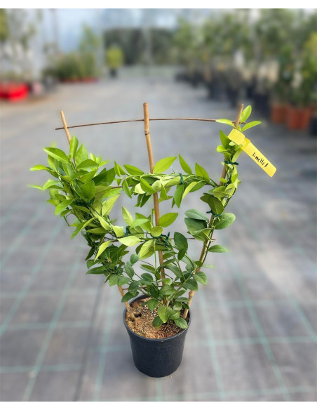 Vendita Limone rosso a spalliera-Alberi di Agrumi | Mondo Piante