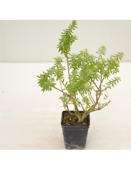 5 Piante di Westringia Fruticosa Vaso 7cm- Vendita Piante |MondoPiante