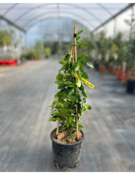Sale Lemon Tree - Citrus Trees OnLine| Mondo Piante