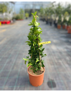 Albero Limone Rosso a Piramide Vaso 18cm | Mondo Piante