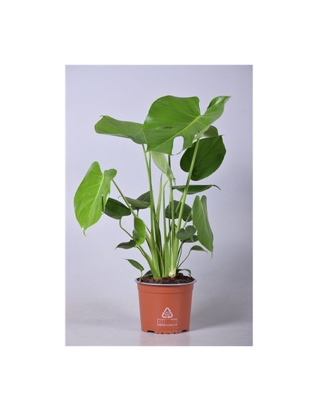 Vendita Pianta Monstera deliciosa Vaso 21cm-Piante Verdi|Mondo Piante