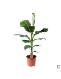 copy of Northern banana tree, Asimina triloba