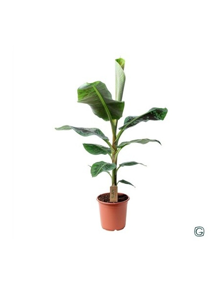 Vendita Pianta di Banano Nano Dwarf Cavendish | Mondo Piante