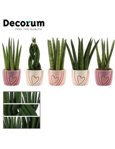 copy of Sanseveria Plant...