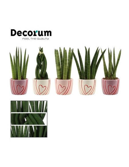 Vendita Pianta Sanseveria Sweet pot-Piante Verdi|Vivaio Mondo Piante