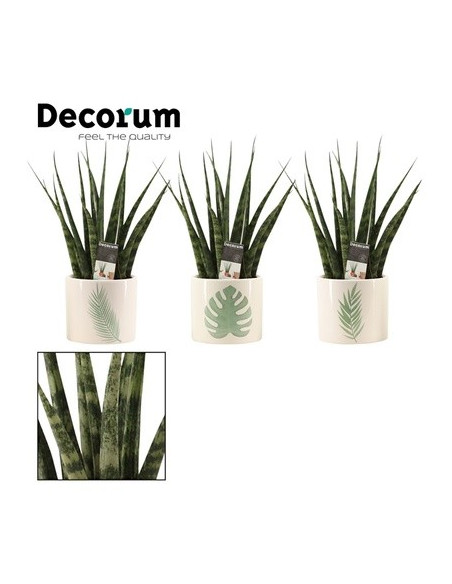 Vendita Sanseveria Fernwood Manouk pot -Piante Verdi|Mondo Piante