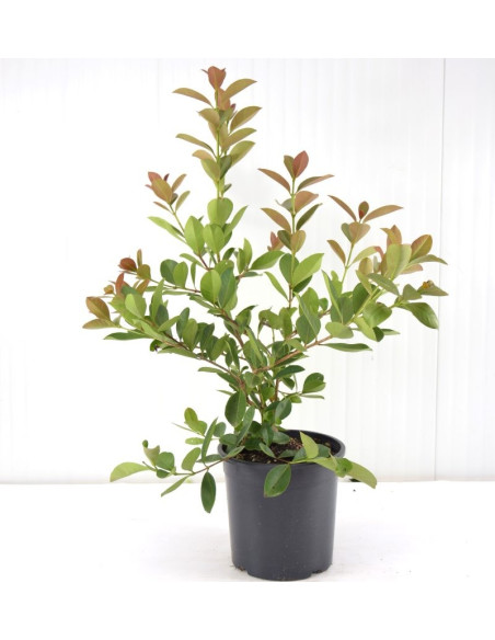 Pianta di Guava (Psidium Guajava) Vaso 18cm | Mondo Piante