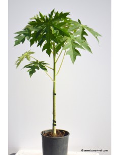 Albero di Papaya Vaso 15cm,... 2