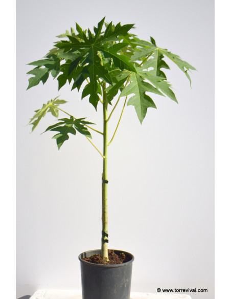 Albero di Papaya Vaso 15cm | Piante Esotiche | Mondo Piante