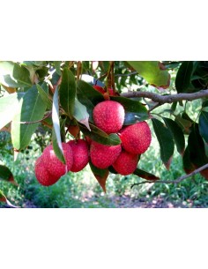 Albero di Litchi chinensis... 2