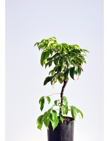 Vendita Albero di Litchi chinensis-Alberi da Frutto|Mondo Piante