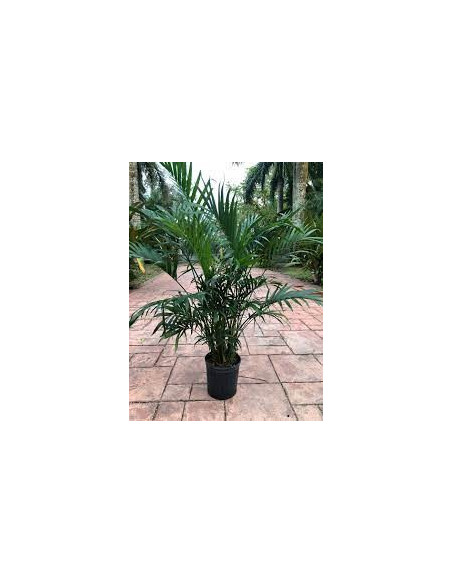 Sale Mango Tree - Fruit Trees Online| Mondo Piante