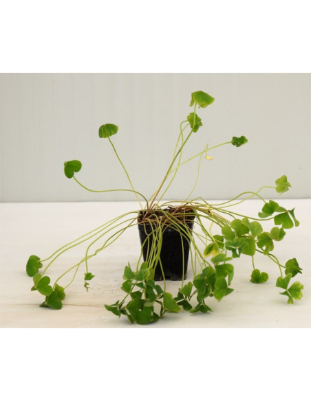 Oxalis Plant for Sale - Bush Plants Online | Mondo Piante