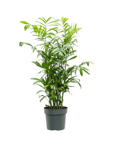 Albero di Chamaedorea...