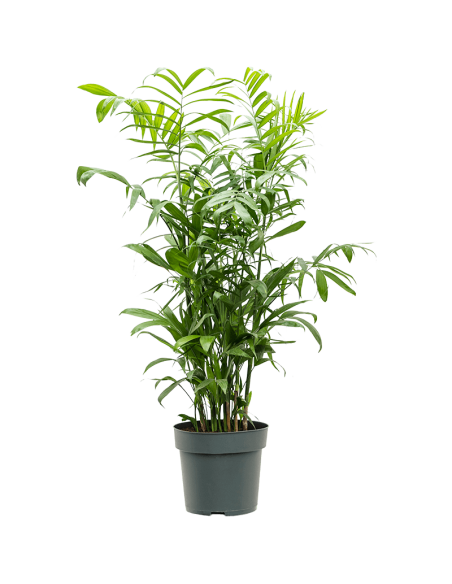 Vendita pianta Chamaedorea seifrizii-Alberi da Frutto|Mondo Piante