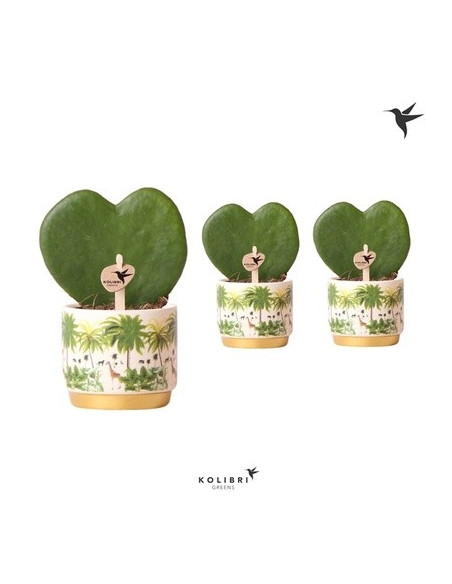 Vendita Pianta Hoya kerrii Jungle- Piante Grasse-Vivaio Mondo Piante