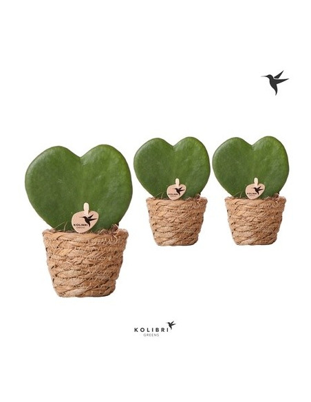 Vendita Pianta Hoya kerrii Basket- Piante Grasse-Vivaio Mondo Piante