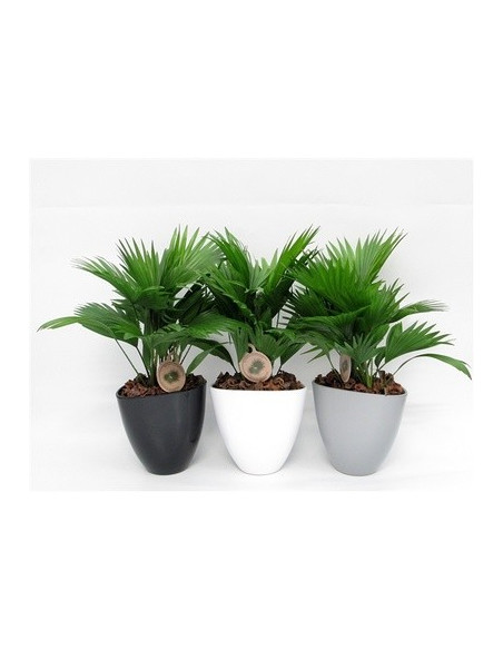 Vendita Bonsai di Livistona rotundifolia Vaso 22cm-OnLine|Mondo Piante