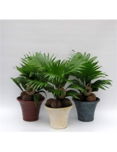 copy of Pianta Aristolochia...