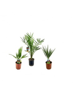 copy of Pianta Westringia...