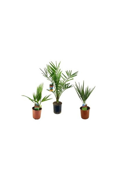 Vendita Phoenix Chamaerops Washingtonia-Palmizi online|Mondo Piante