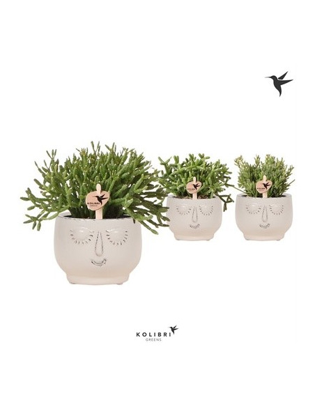 Vendita Rhipsalis Cassutha Happy Face-Piante Verdi|Mondo Piante