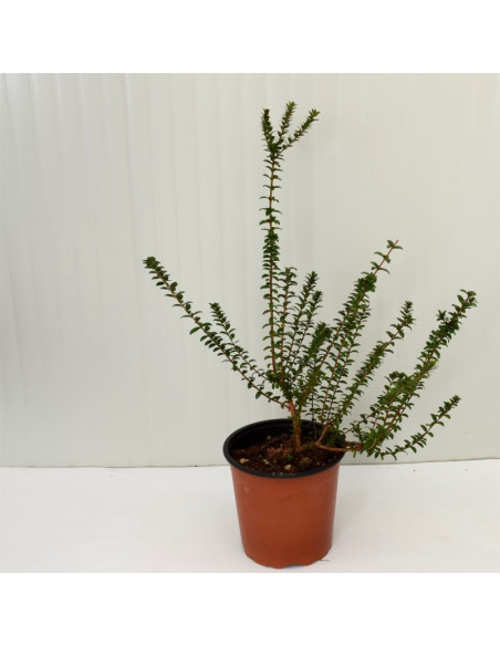 Pianta di Mirto Tarentina Vaso 18cm-Pianta Da Cespuglio|Mondo Piante