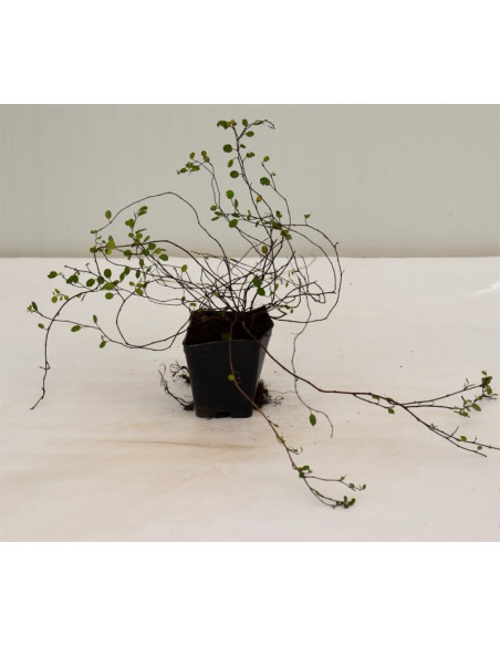 Pianta di Muehlenbeckia Vaso 7 cm: Vendita | Mondo Piante