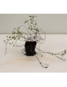 Pianta di Muehlenbeckia Vaso 7 cm: Vendita | Mondo Piante