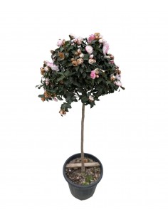 copy of Abelia Confetti Plant 2