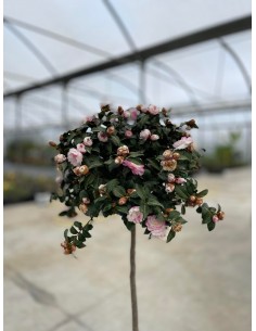 Alberello di Camellia...