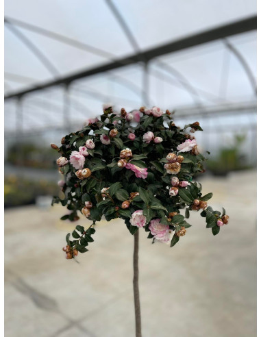 Pianta Camellia-Vendita Pianta Da Cespuglio Online | Vivaio Mondo Piante