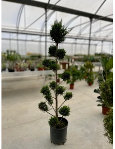 Cupressocyparis leylandii...