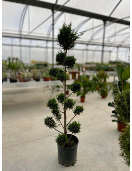 Pianta Cupressocyparis leylandii spirale-Piante Da Siepe|Mondo Piante