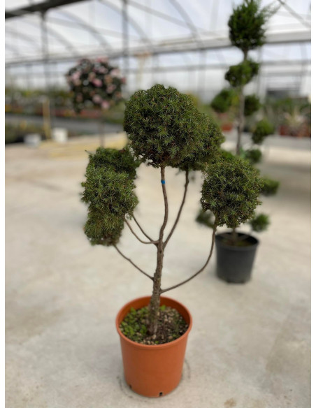 Juniperus Horizontalis Plant Sale - Hedge Plants | Mondo Piante