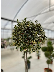 copy of Bonsai Ficus Ginseng 2