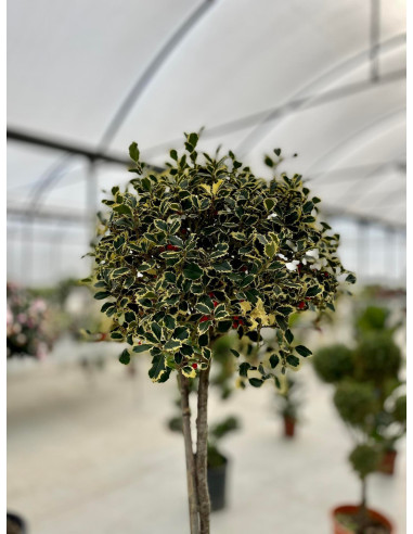 Vendita Bonsai Agrifoglio variegato-Arbusti OnLine|Vivaio Mondo Piante