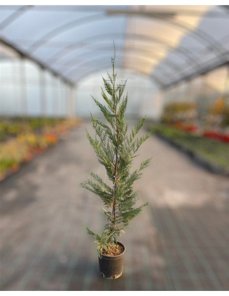 Sale Plant 'GoldCrest Wilma'-Hedge Plants Online | Mondo Piante
