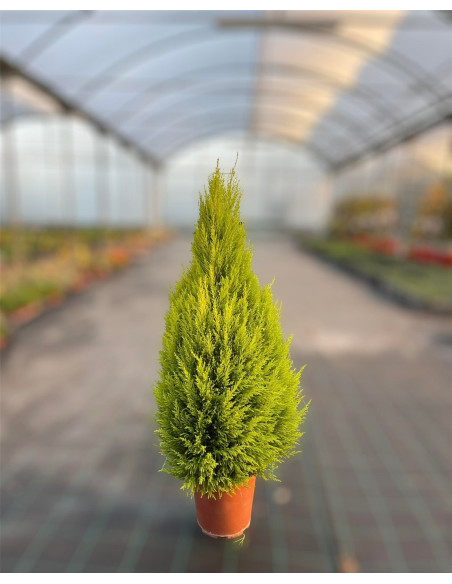 Sale Plant 'GoldCrest Wilma'-Hedge Plants Online | Mondo Piante