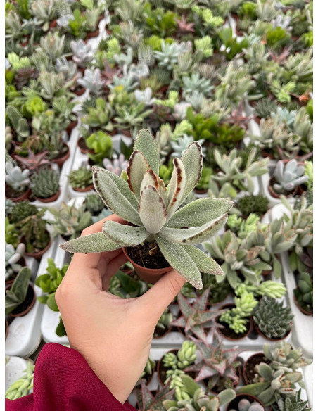 Vendita Pianta Grassa Kalanchoe Tomentosa | MondoPiante