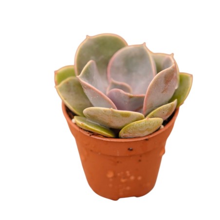Echeveria of Nuremberg Plant for Sale-Succulent Plants|Mondo Piante
