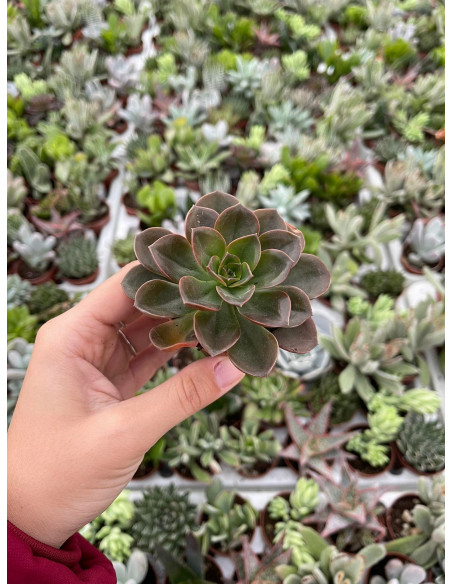 Vendita Echeveria Perle von Nurnberg | MondoPiante