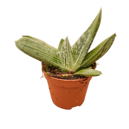 Gasteria  Plant for Sale-Succulent Plants|Mondo Piante