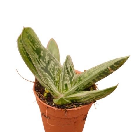 Vendita Pianta Grassa Gasteria | La Succulenta da Ombra | MondoPiante