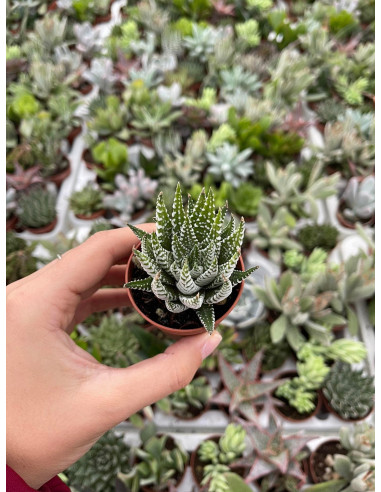 Vendita Pianta Grassa Haworthia Attenuata | MondoPiante