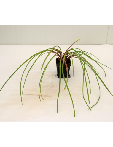 Pianta Kniphofia - Vendita Pianta Da Cespuglio Online|Mondo Piante