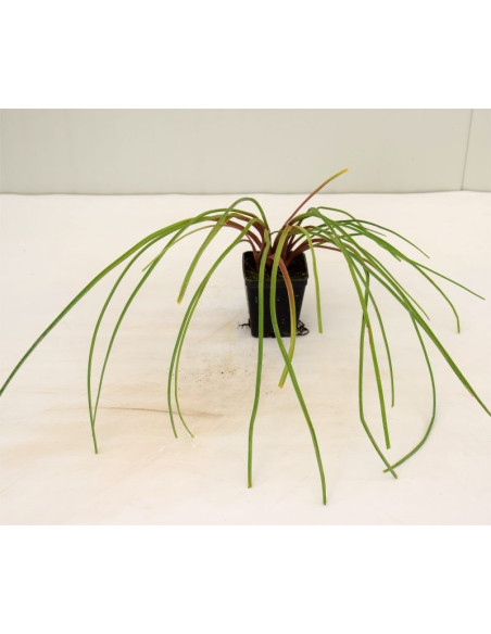 Kniphofia Plant for Sale - Bush Plants Online | Mondo Piante