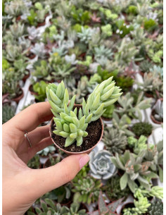 Sedum Morganianum Plant for Sale-Succulent Plants|Mondo Piante