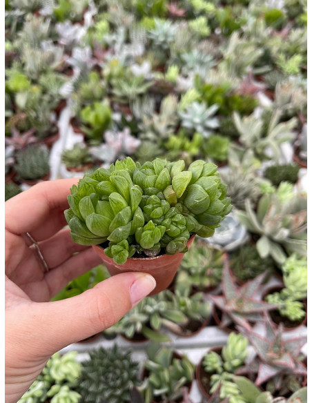 Vendita Pianta Grassa Adromischus cooperi-Piante Grasse|Mondo Piante