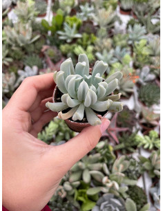 Vendita Echeveria Topsy Turvy | La Succulenta Sottosopra | MondoPiante